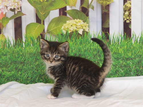 ZINNIA, an adoptable Domestic Medium Hair in Oroville, CA
