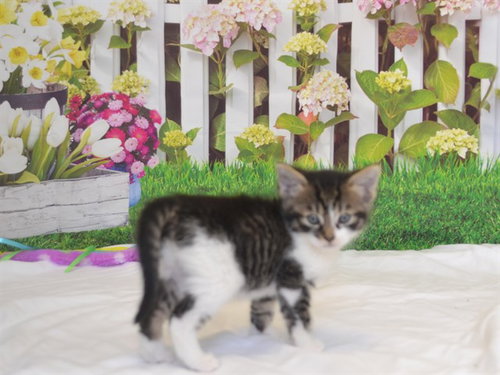 BARCLAY, an adoptable Domestic Medium Hair in Oroville, CA
