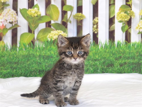 CLEMENTINE, an adoptable Domestic Medium Hair in Oroville, CA