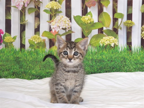 WALLEN, an adoptable Domestic Short Hair in Oroville, CA