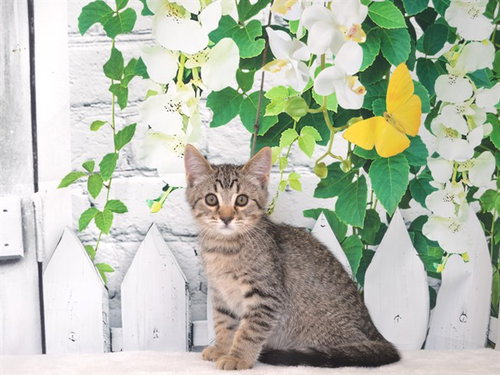 WALLEN, Baby Domestic Short Hair / Mixed (medium coat), cat for adoption in Yuba City, California