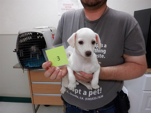 BRUCE, an adoptable Chihuahua in Oroville, CA