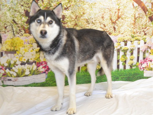 BOWIE, an adoptable Husky in Oroville, CA