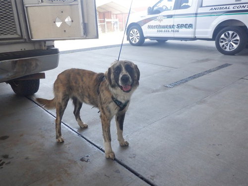 FELLA, an adoptable Australian Shepherd in Oroville, CA
