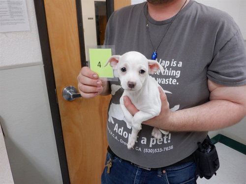 DORY, an adoptable Chihuahua in Oroville, CA