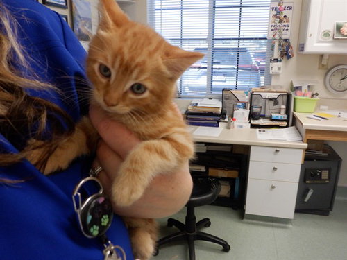 BART, an adoptable Domestic Medium Hair in Oroville, CA