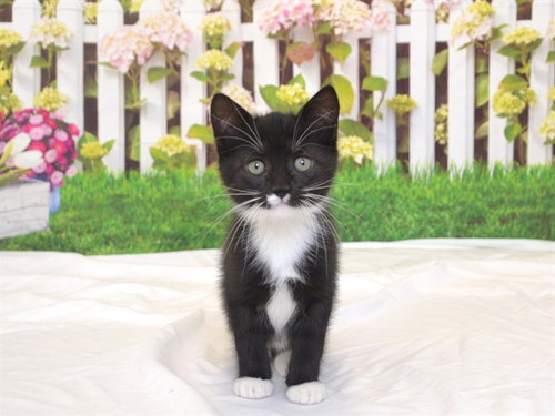 MARGE, Baby Domestic Medium Hair / Mixed (medium coat), cat for adoption in Oroville, California