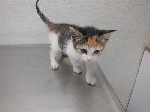 QUINNIE, an adoptable Domestic Short Hair in Oroville, CA