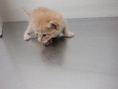 KENNY