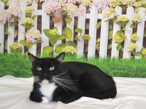CHANEL, Adult Domestic Short Hair / Mixed (medium coat), cat for adoption in Oroville, California