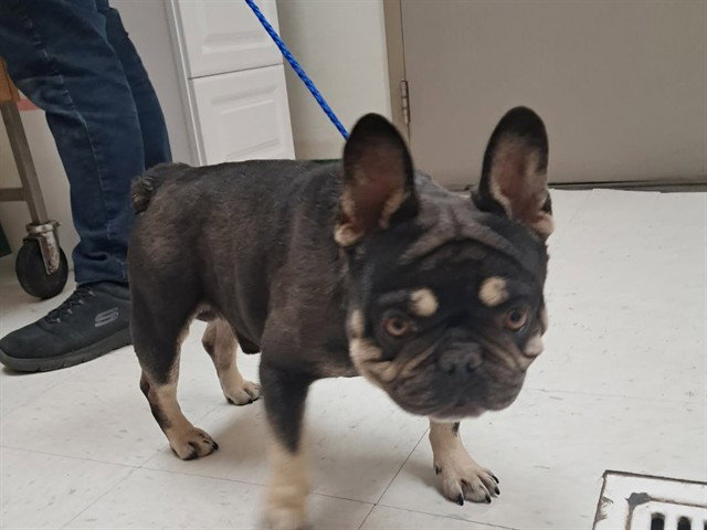 CHICO
