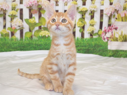 CHEDDAR
