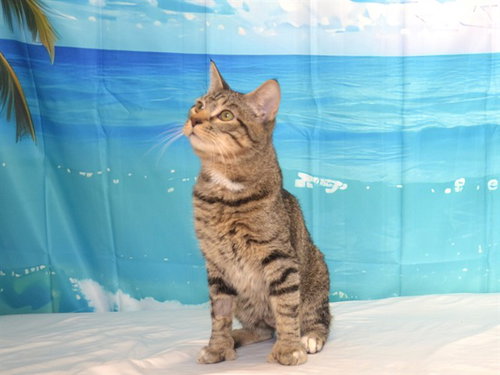 EDWARD, Adult Domestic Short Hair / Maine Coon / Mixed (medium coat), cat for adoption in Oroville, California