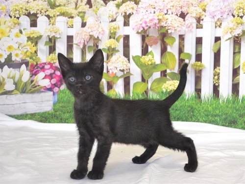STAPLETON, Baby Domestic Short Hair / Mixed (medium coat), cat for adoption in Oroville, California