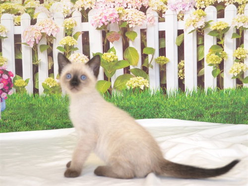 ALABAMA, Baby Siamese / Mixed (medium coat), cat for adoption in Oroville, California