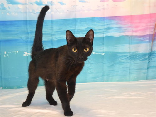 KIWI, Adult Domestic Short Hair (medium coat), cat for adoption in Oroville, California