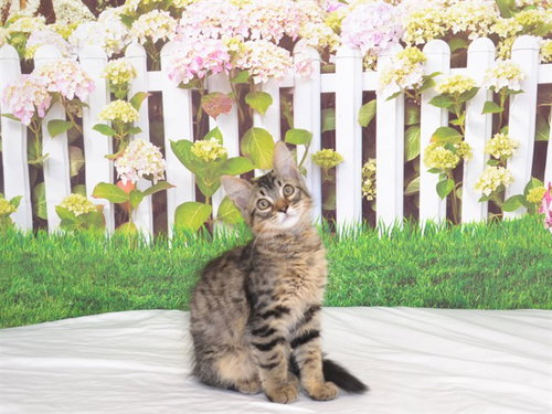 NESSA, Baby Domestic Medium Hair (medium coat), cat for adoption in Oroville, California