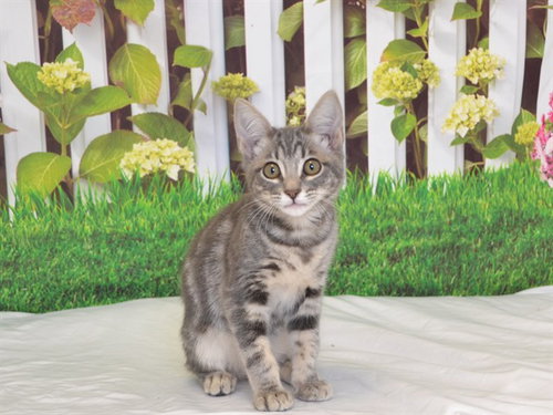 KAY KAY, Baby Domestic Short Hair (medium coat), cat for adoption in Oroville, California