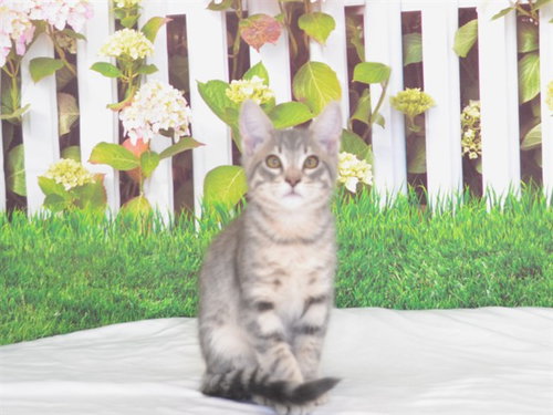 BRYCE, Baby Domestic Short Hair (medium coat), cat for adoption in Oroville, California