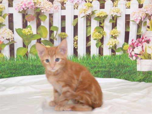 RUSTY, Baby Domestic Short Hair / Mixed (medium coat), cat for adoption in Oroville, California