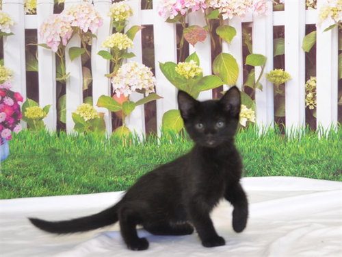 OLIVIA, Baby Domestic Short Hair / Mixed (medium coat), cat for adoption in Oroville, California