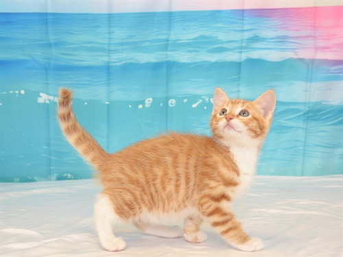 FRITTER, Baby Domestic Short Hair / Mixed (medium coat), cat for adoption in Oroville, California