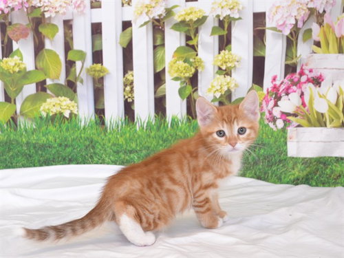 SUEDE, Baby Domestic Short Hair / Mixed (medium coat), cat for adoption in Oroville, California