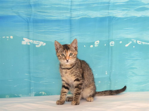 ALLIE, Baby Domestic Short Hair / Mixed (medium coat), cat for adoption in Oroville, California
