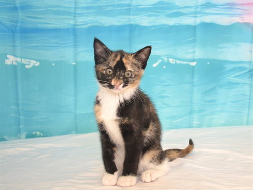 CLEO, Baby Domestic Short Hair / Mixed (medium coat), cat for adoption in Oroville, California