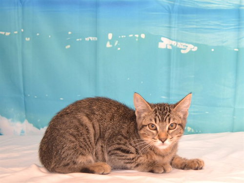 ABBY, Baby Abyssinian / Mixed (medium coat), cat for adoption in Oroville, California