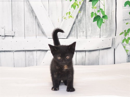 HEIDI, Baby Domestic Short Hair / Mixed (medium coat), cat for adoption in Yuba City, California