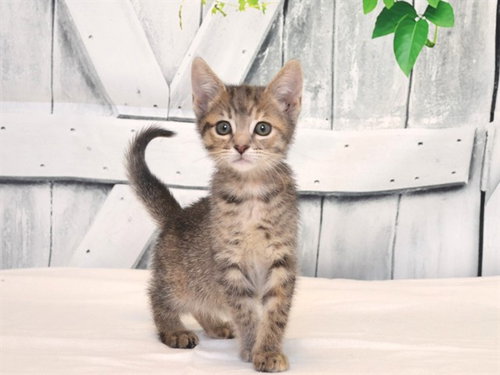 LULU, Baby Domestic Short Hair / Mixed (medium coat), cat for adoption in Yuba City, California