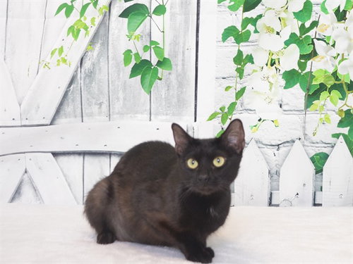 SALEM, Adult Domestic Short Hair / Mixed (medium coat), cat for adoption in Yuba City, California
