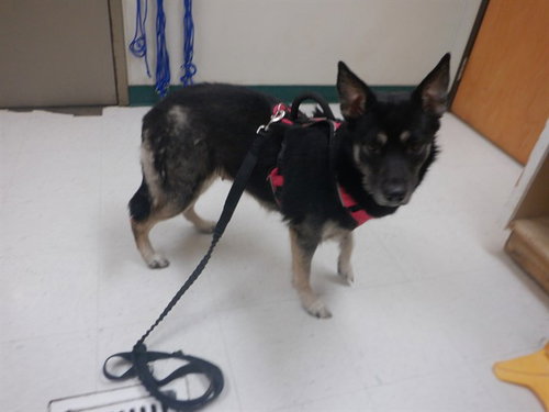 BELLA, an adoptable German Shepherd Dog in Oroville, CA