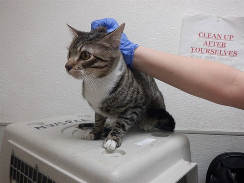 RUMPEL, an adoptable Domestic Short Hair in Oroville, CA