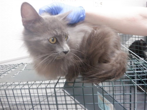 FOXY, an adoptable Domestic Long Hair in Oroville, CA