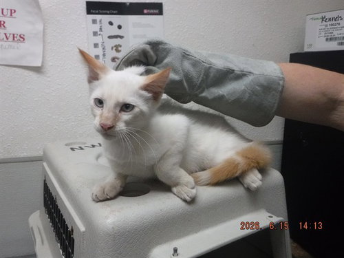 PHARAOH, an adoptable Siamese in Oroville, CA