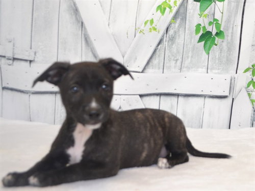 SISKIYOU, an adoptable Australian Kelpie in Oroville, CA