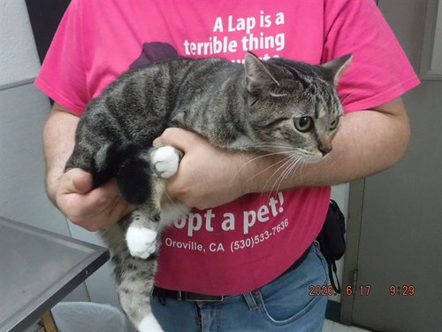 KIKI, an adoptable Domestic Short Hair in Oroville, CA