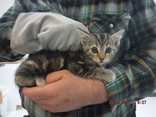 FAITH, an adoptable Domestic Short Hair in Oroville, CA