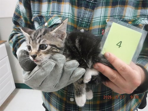 FRANK, an adoptable Domestic Short Hair in Oroville, CA