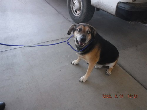BOB, an adoptable Bullmastiff in Oroville, CA