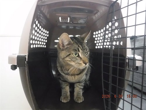 BONE, an adoptable Domestic Short Hair in Oroville, CA