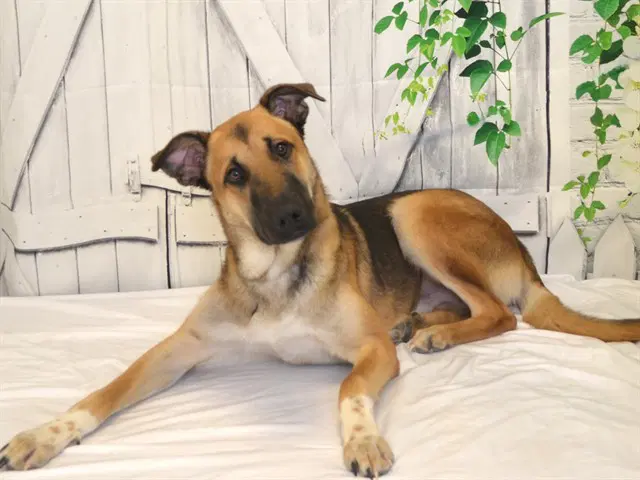 Baylar - German Shepherd Dog