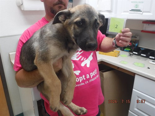 Pup2