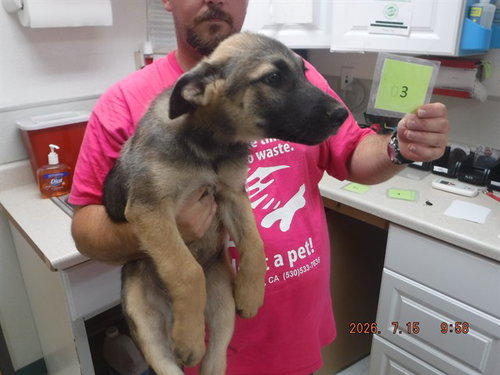 Pup3