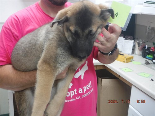 Pup4