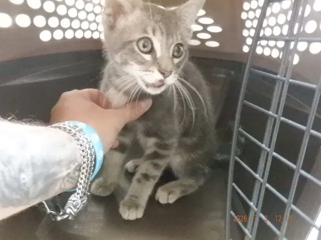 Unknown - Domestic Short Hair