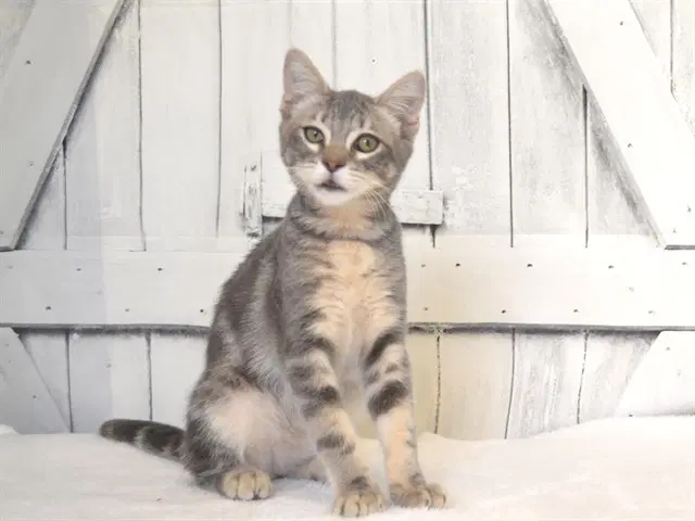 Unknown - Domestic Short Hair