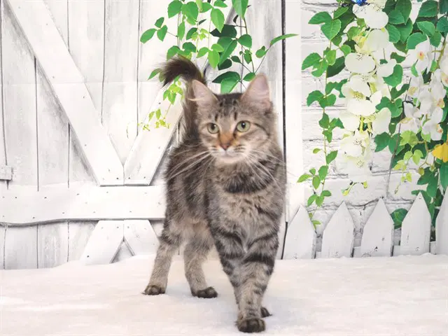Goldie - brown tabby